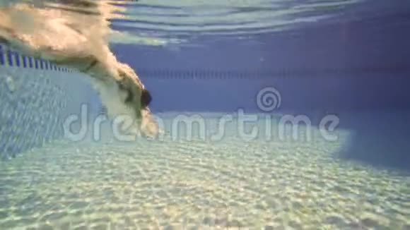 比基尼的女人在水下游泳美丽的太阳耀斑缓慢地运动视频的预览图
