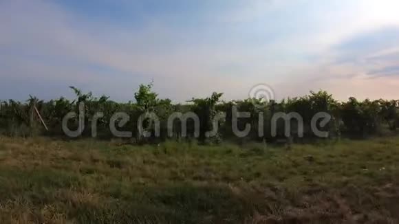 一排排葡萄干的农业景观卡车视频的预览图