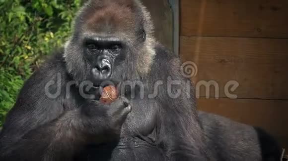 大猩猩在动物园吃椰子视频的预览图
