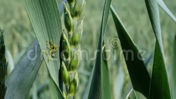 害虫绿色软小麦上的绿蝇特写春天视频的预览图