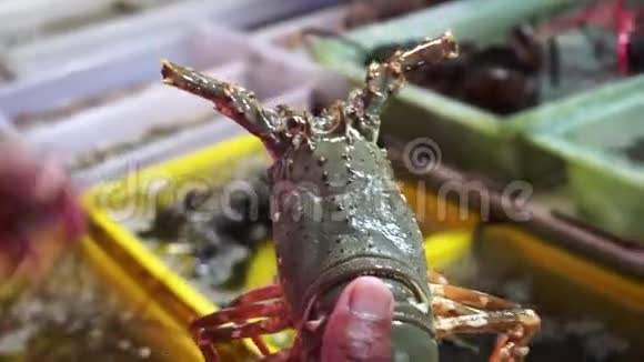 泰国普吉岛的新鲜活海鲜大刺龙虾视频的预览图