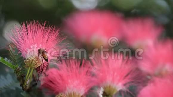 工作蜜蜂采粉红粉泡芙花蜜为蜂蜜视频的预览图