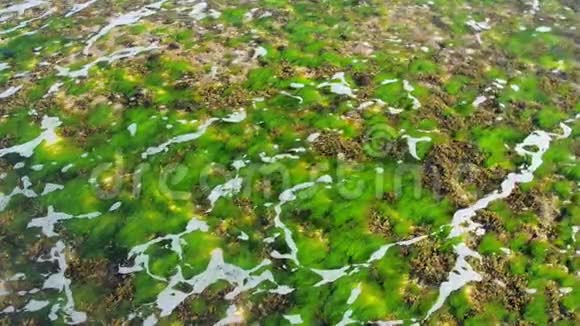 透明海水下的绿色海藻泡沫视频的预览图