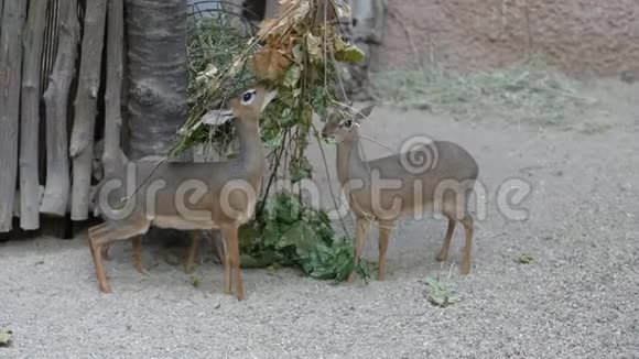 美丽的食草动物羚羊在动物园吃干树叶Kirk视频的预览图