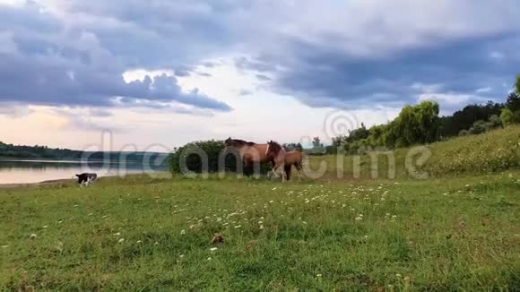 两匹棕色的马幼驹和母马在阳光明媚的夏日一只牧羊犬在湖边的绿草牧场上奔跑视频的预览图