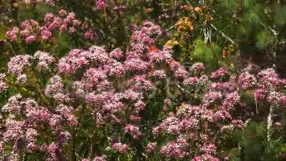 澳大利亚西部粉红色野花的全景视频的预览图