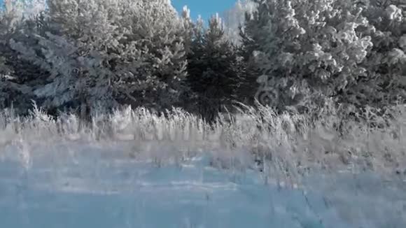 晴天的白雪公主冬林视频的预览图