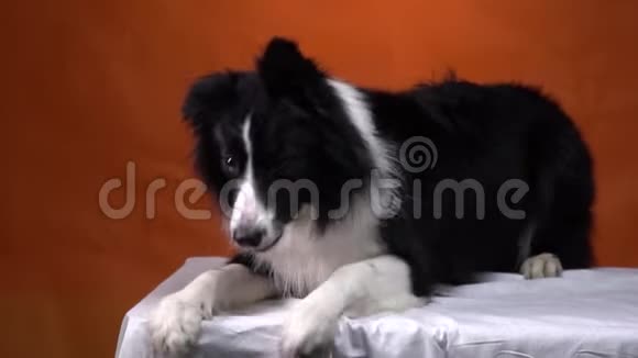 伸出耳朵的可爱狗在摆动他的爪子工作室视频的预览图