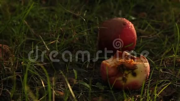 成熟的红苹果正躺在草地上的一棵树下的花园里蚂蚁在破碎的腐烂的土地上爬行视频的预览图