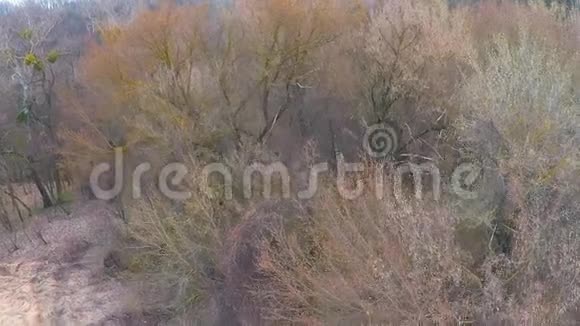 早春登陆森林中干燥的灌木丛附近视频的预览图
