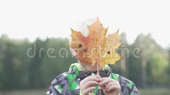男孩把脸藏在一片秋天的枫叶后面视频的预览图