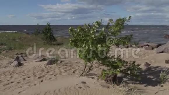 夏天一棵绿色的小树在波罗的海沿岸迎风飘扬视频的预览图