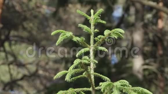 一棵绿色的小云杉的皇冠在森林里的夏日里视频的预览图