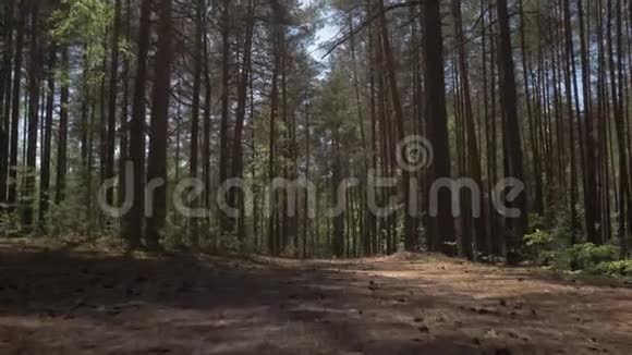 松林中的泥土路镜头飞过一条布满松针的土路在松林中4K视频的预览图