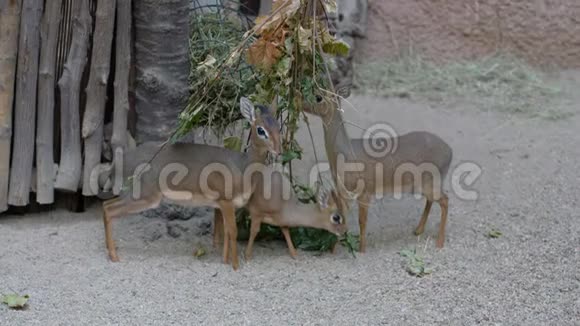 三只小型食草动物羚羊在动物园吃干树叶Kirk视频的预览图