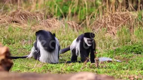曼特莱德盖雷萨科洛布斯盖雷萨的高清视频它是一群黑白猴子他们一起玩视频的预览图