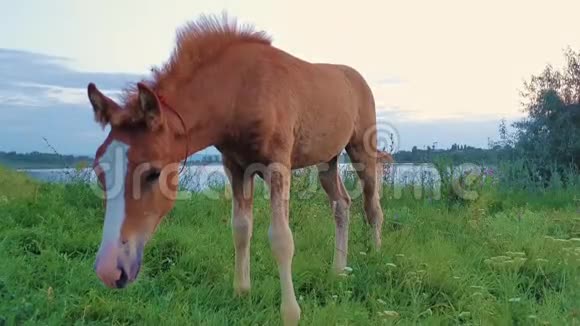 在一个阳光明媚的夏日里一只有趣的小马驹在湖边的牧场上吃草时看上去好奇而专注地看着镜头视频的预览图