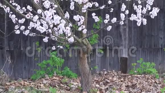 一座废弃的老房子背景上盛开的樱桃视频的预览图
