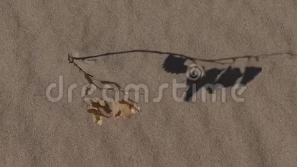 沙漠中的枯树在风中摇曳视频的预览图