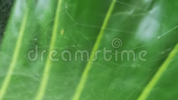 蜘蛛网上的绿叶环境概念视频的预览图