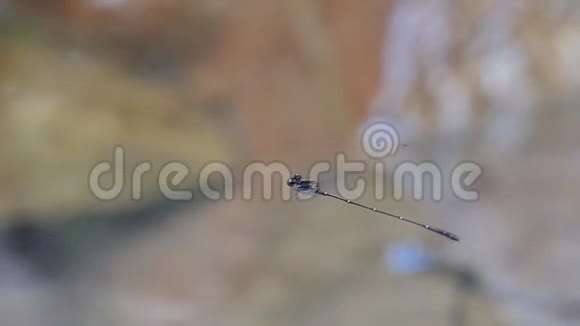 蜻蜓在瀑布背景上飞翔视频的预览图