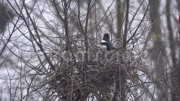 鹊筑巢视频的预览图