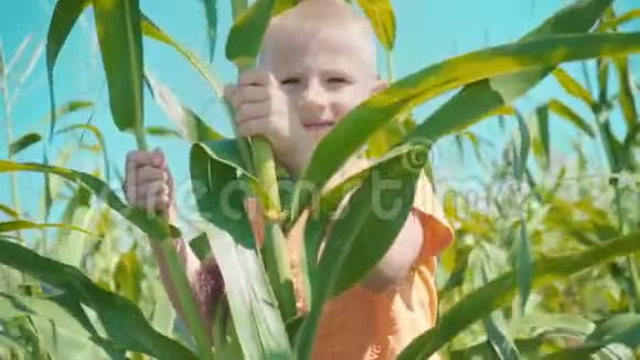 一个身穿橙色T恤的金发男孩正在玉米地玩耍一个孩子躲在玉米秸秆后面视频的预览图