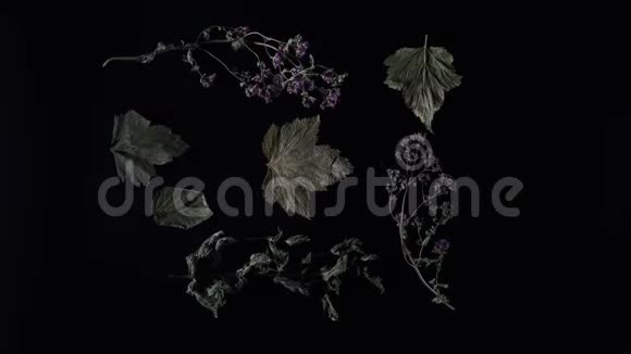 干燥的叶子和花在黑色背景上停止运动动画花草茶在动视频的预览图