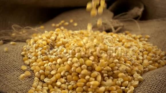 有机的生的干燥的玉米或玉米粒缓慢地落在麻袋上的玉米粒堆上视频的预览图
