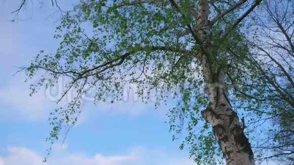 桦树站在田边开花油菜花视频的预览图