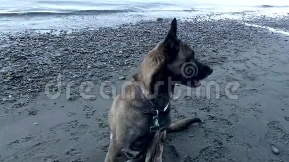 坐在海岸线上看海滩的狗视频的预览图