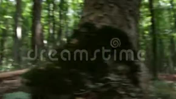 近人步走在树林上的山径大自然视频的预览图