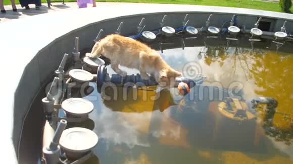 猫从喷泉里喝水视频的预览图