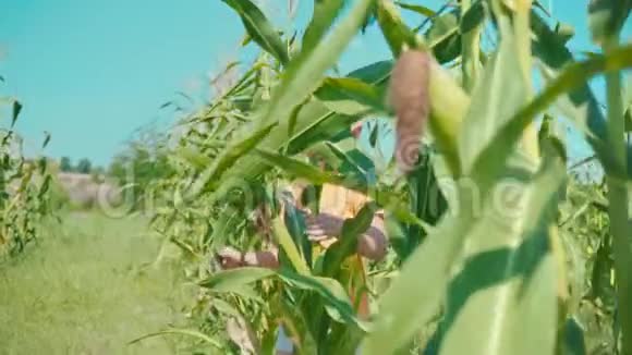一个身穿橙色T恤的金发男孩正在玉米地玩耍一个孩子躲在玉米秸秆后面视频的预览图