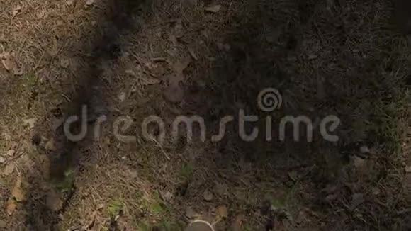 从眼睛往下看一个穿着棕色裤子和带红色鞋带的男人穿过树林4K视频的预览图