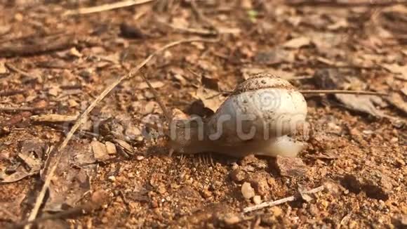 蜗牛慢慢地移动壳上有泥视频的预览图