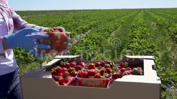 小女孩把草莓的塑料盒子放进纸盒视频的预览图