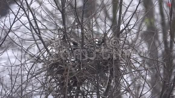鹊筑巢视频的预览图