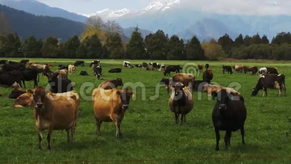 新西兰农场的牛群视频的预览图
