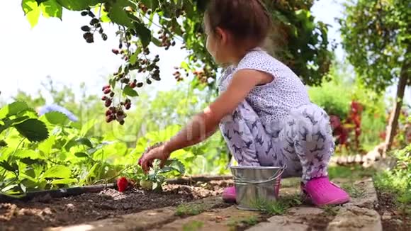 在乡村花园摘草莓果的小女孩视频的预览图