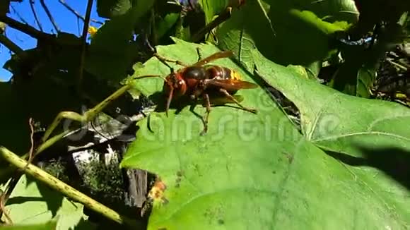 美丽而可怕的大黄蜂大黄蜂在一片绿色的葡萄叶上一阵风特写镜头视频的预览图