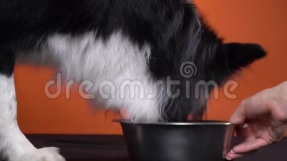 一只黑白相间的狗正从金属碗里吃出来闭上嘴视频的预览图