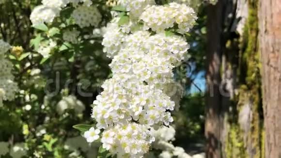 苹果树上的白色花朵视频的预览图