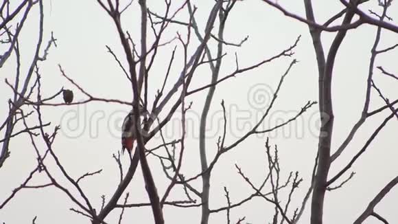 啄木鸟在树干上跳跃的超慢动作特写视频的预览图