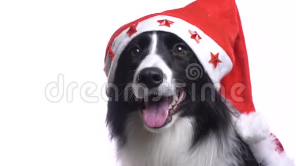 可爱的边境牧羊犬戴着圣诞老人的帽子关门视频的预览图