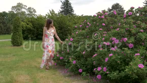 白种人女人走在红玫瑰花丛旁视频的预览图
