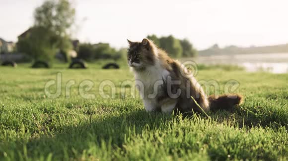 一只猫在草地上玩耍一只野猫在绿草中徘徊视频的预览图