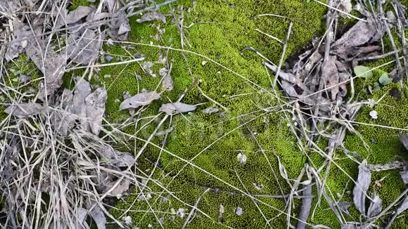 绿色的幼苔在自然光线下有老树叶和土壤上的小枝视频的预览图