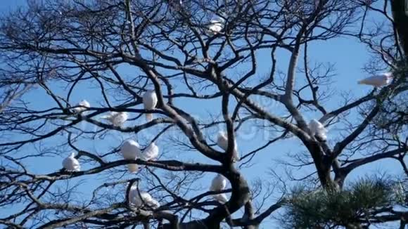 白色鸽子公园里美丽的白鸽视频的预览图