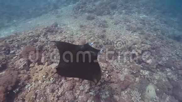 珊瑚礁的顶部景观曼塔射线游泳视频的预览图